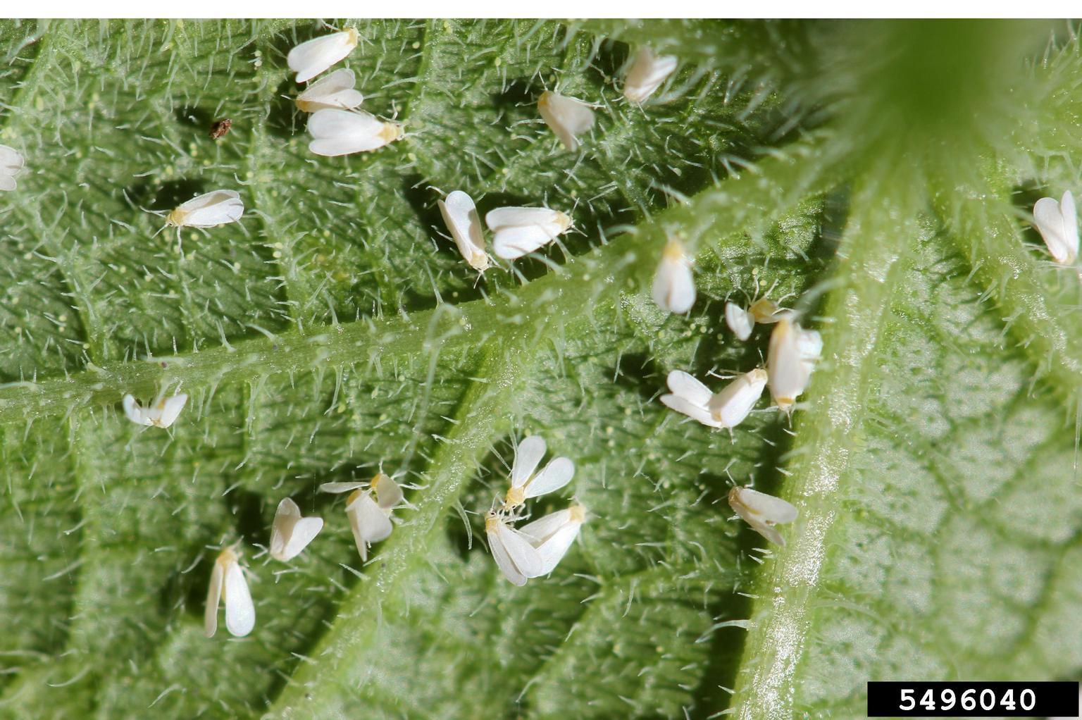 greenhouse whitefly