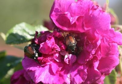 japanese beetles on rose flowers