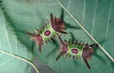 saddleback caterpillars