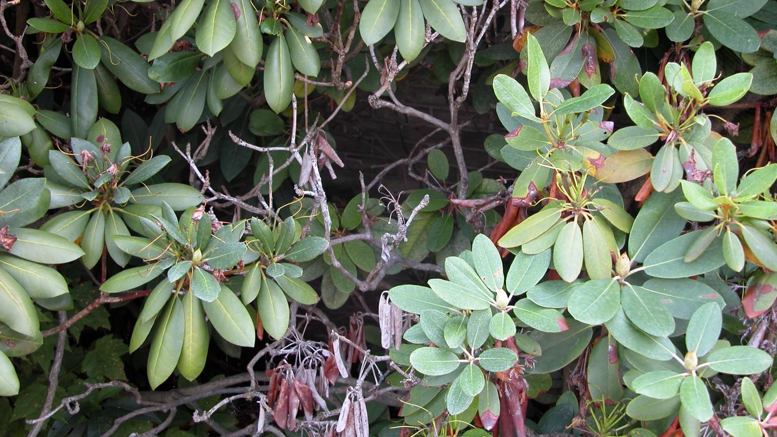 botryosphaeria canker on rhododendron