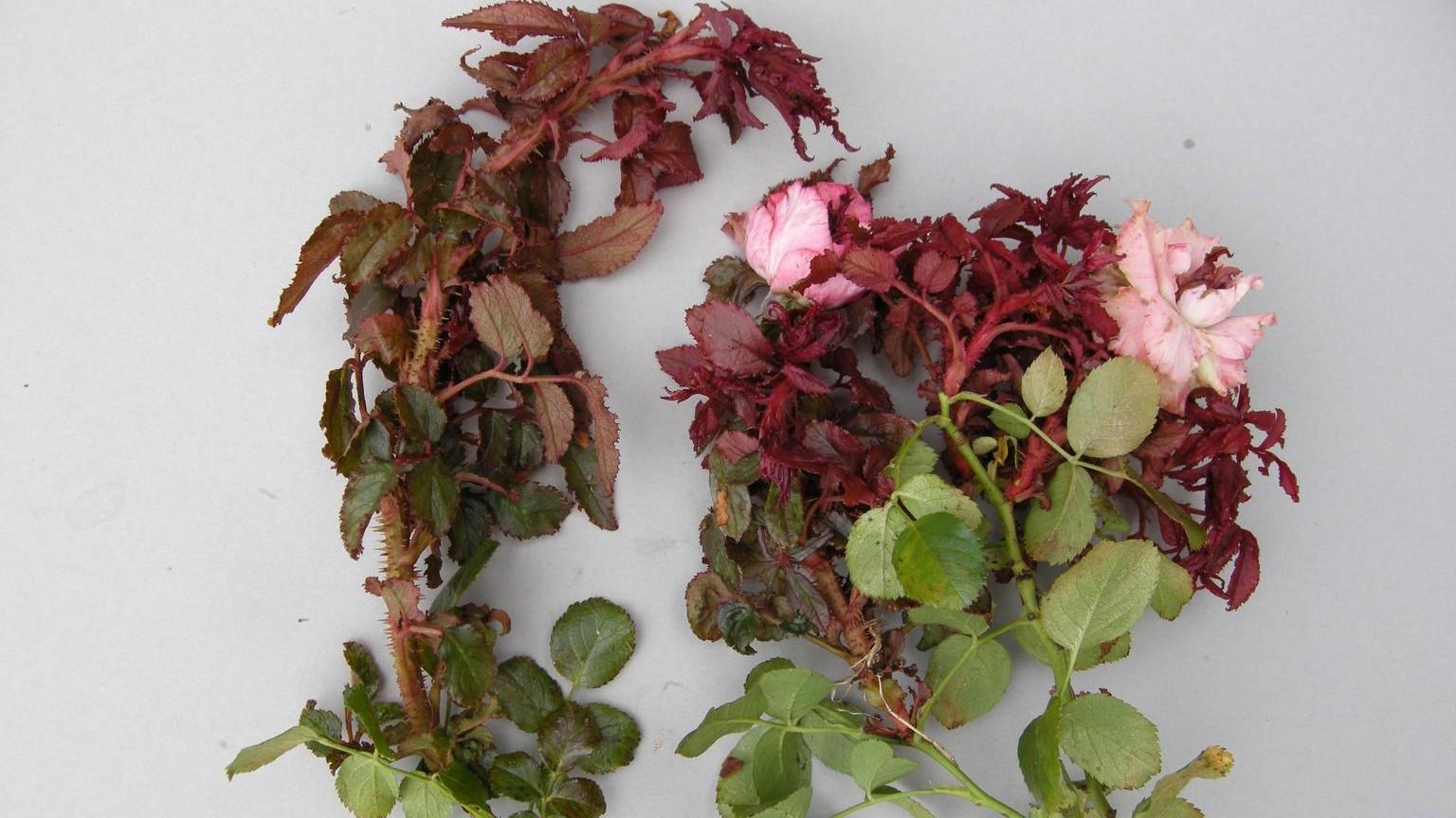 rose rosette disease symptoms