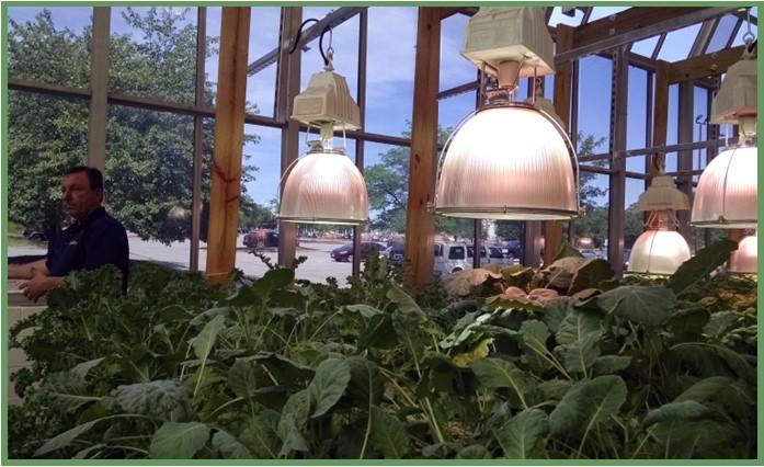 Figure 5: Collard greens grown hydroponically using both natural and supplemental artificial light at Envista Farms at Southern Friendship Missionary Baptist Church, in Temple Hills, MD. Photo by Neith Little, UMD Extension.