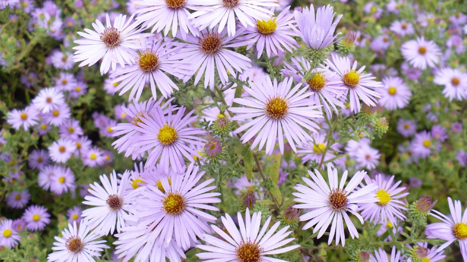 asters