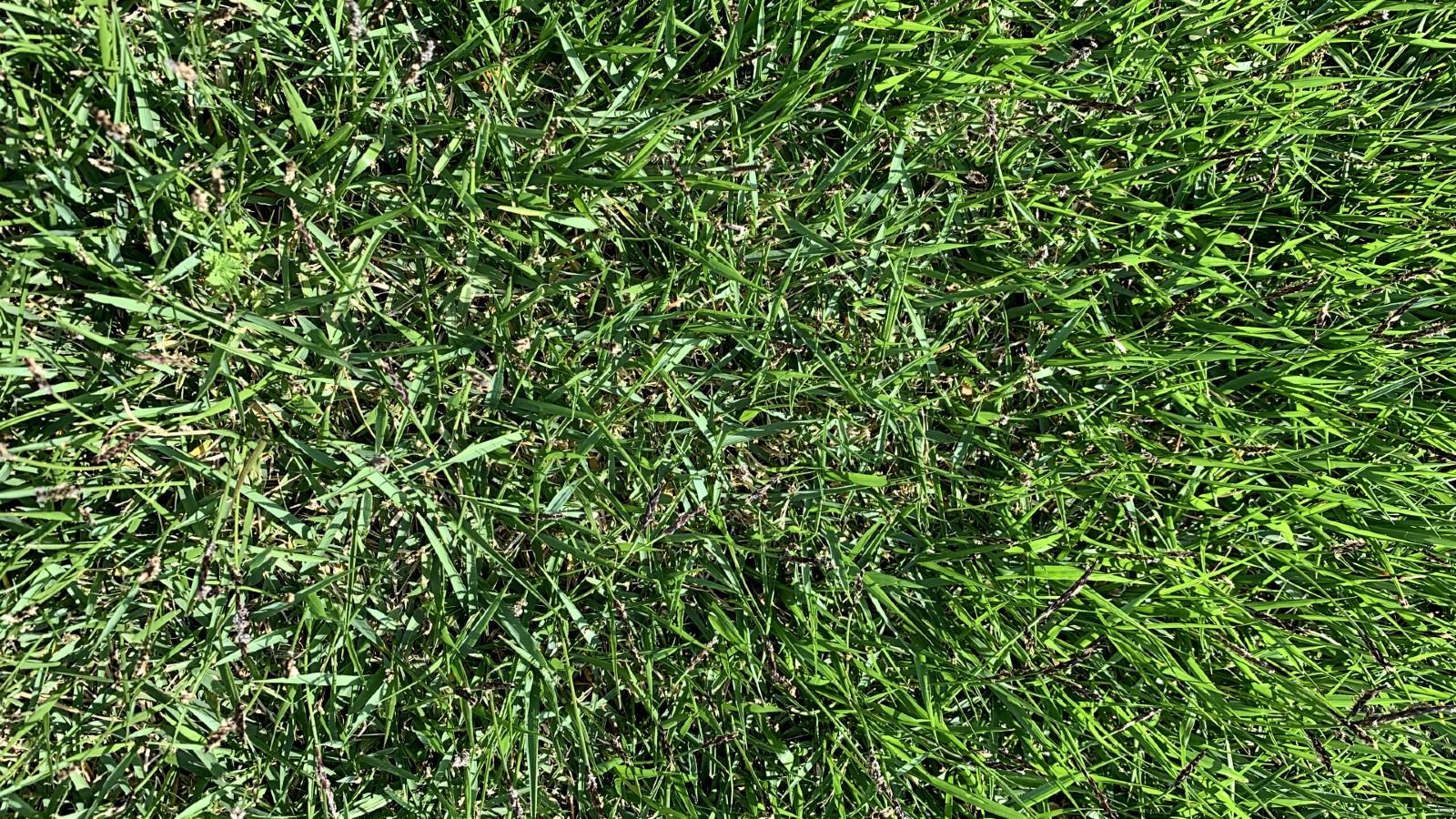 zoysia grass