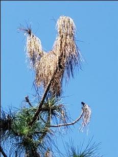 Longleaf tree different view