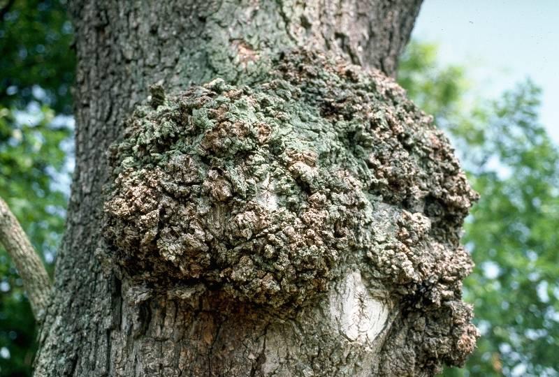 Burls on tree