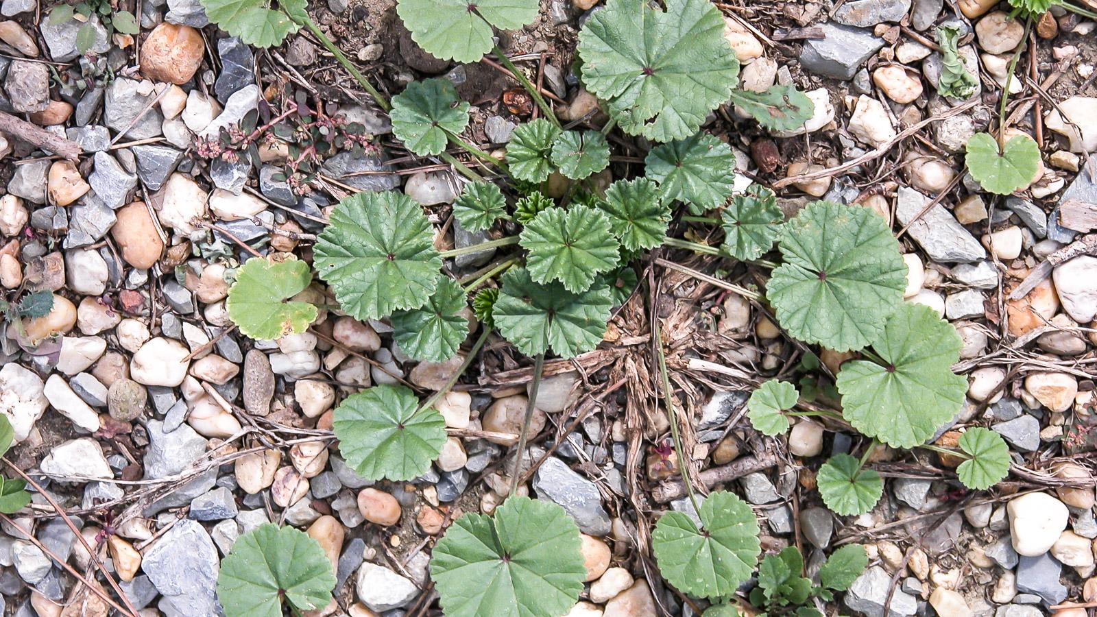 common mallow