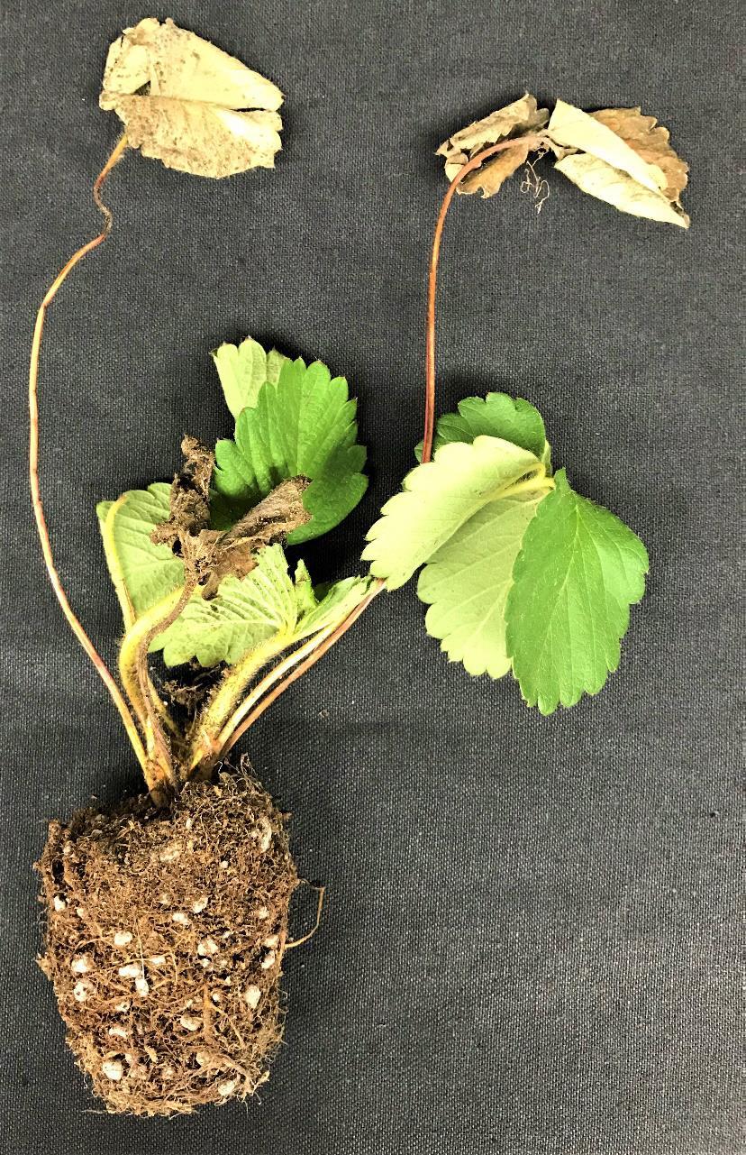 Fig. 1 Wilting strawberry plant