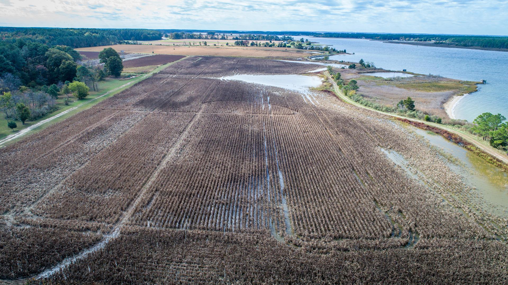 image of a flooded field