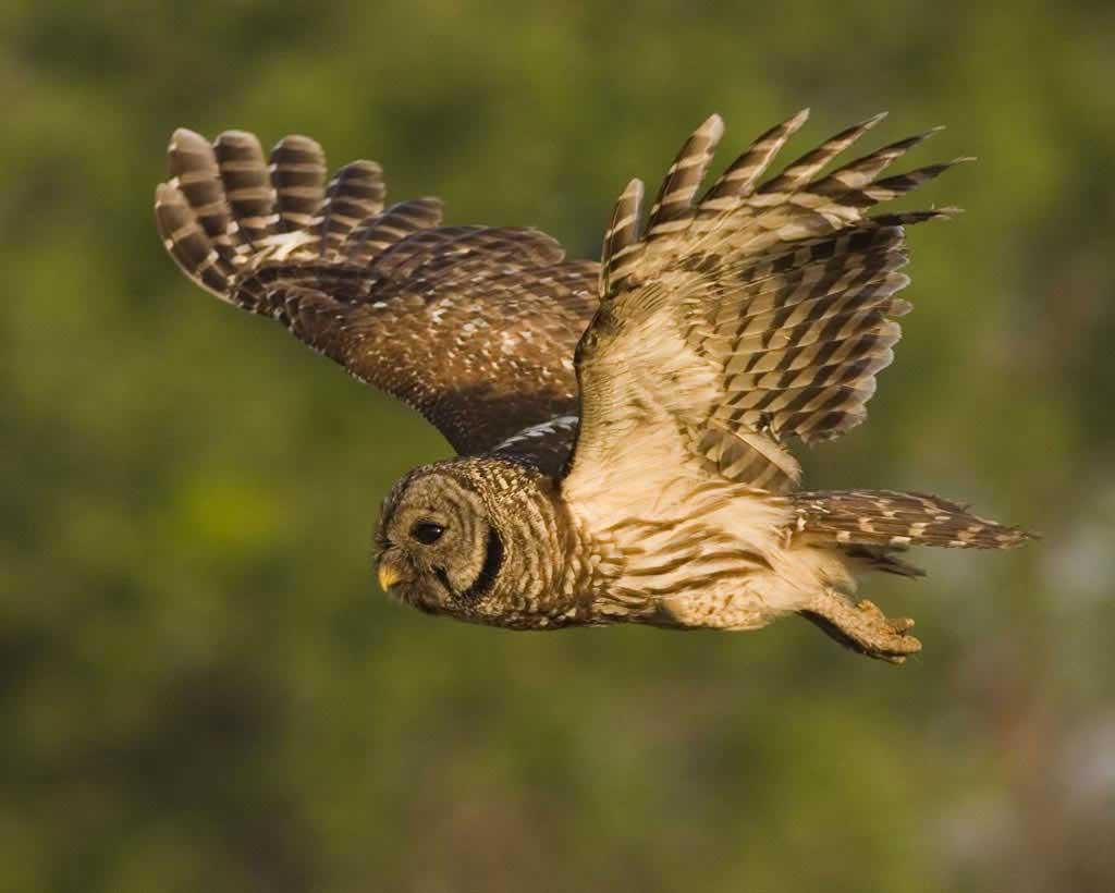 Barred owl in flight