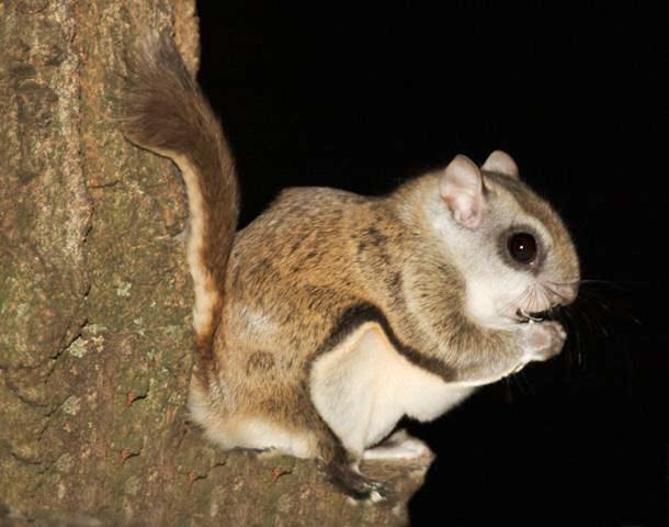 Southern Flying Squirrel