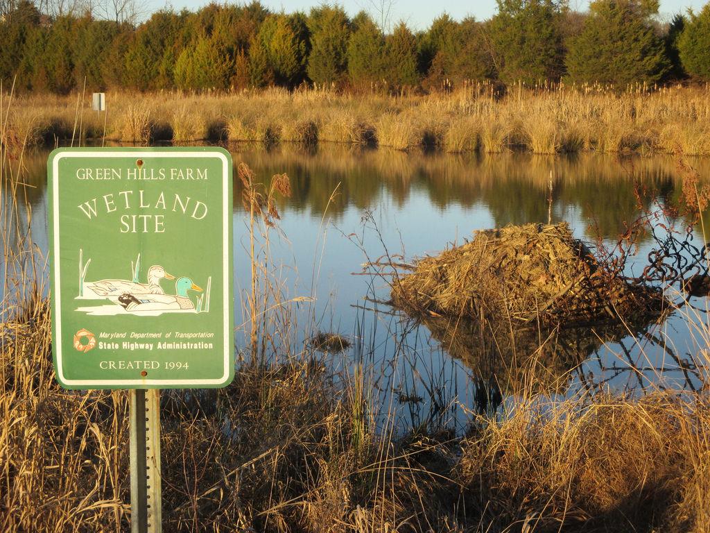 A muskrat lodge in Montgomery County, 2016. Photo by Bonnie Bell, courtesy marylandbiodiversity.com