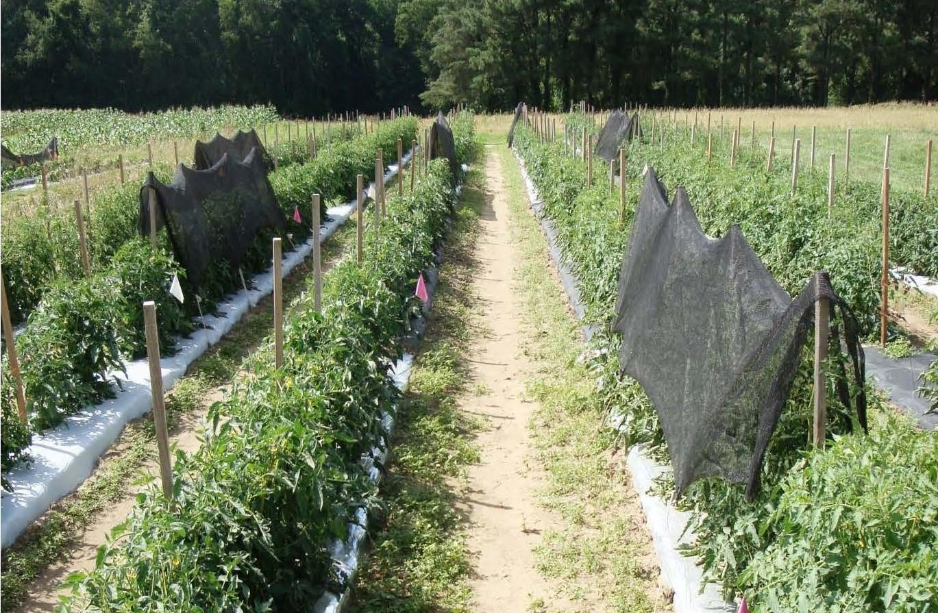 Tomato plants covered with 30% shade, July 5, 2012