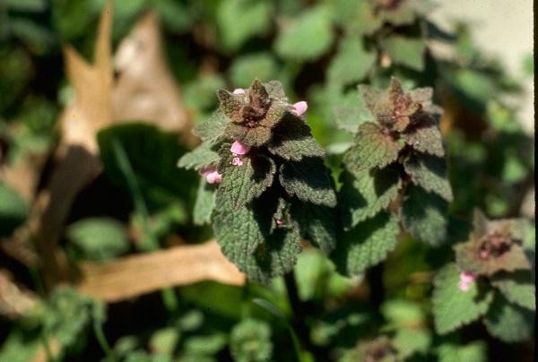 closeup of henbit leaves 