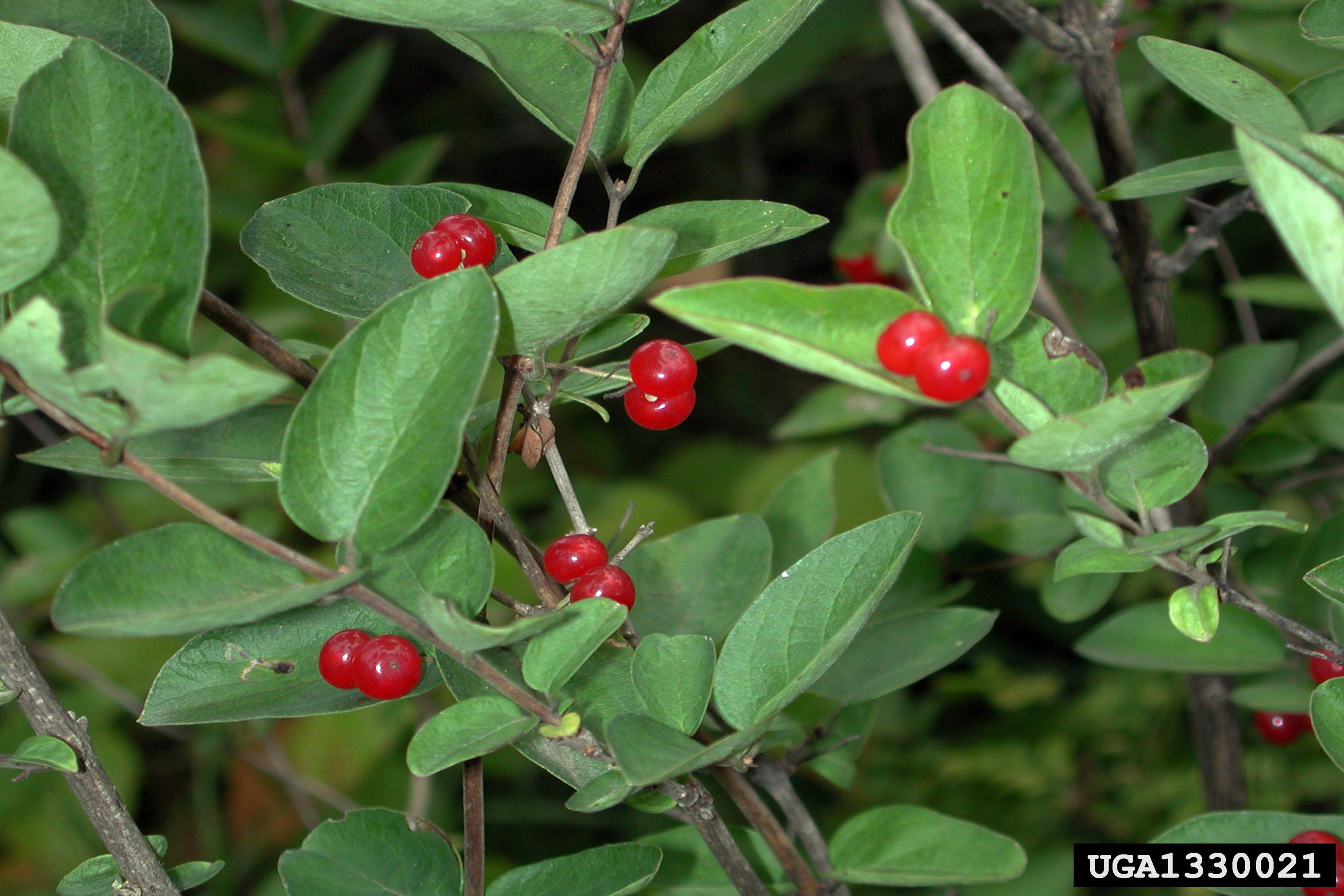 Amur honeysuckle fruit. Photo by Chris Evans, University of Illinois, Bugwood.org