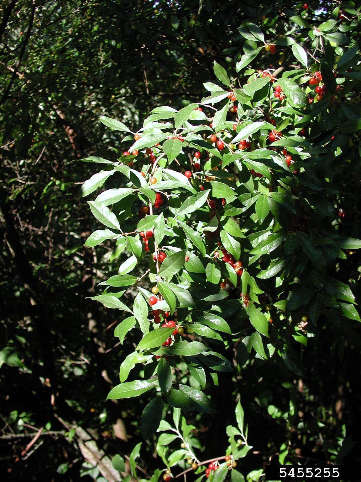 Autumn olive foliage. Photo by Leslie J. Mehrhoff, University of Connecticut, Bugwood.org