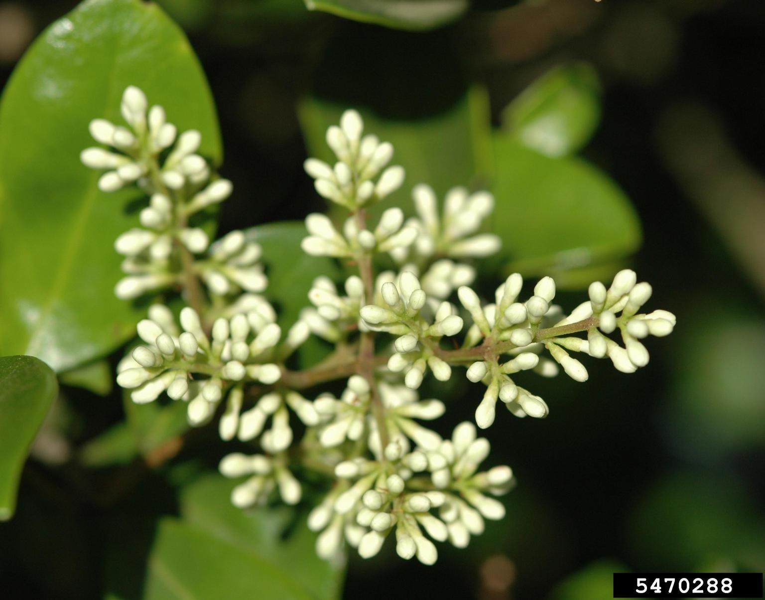 Japanese privet flowers. Photo by Karan A. Rawlins, University of Georgia, Bugwood.org