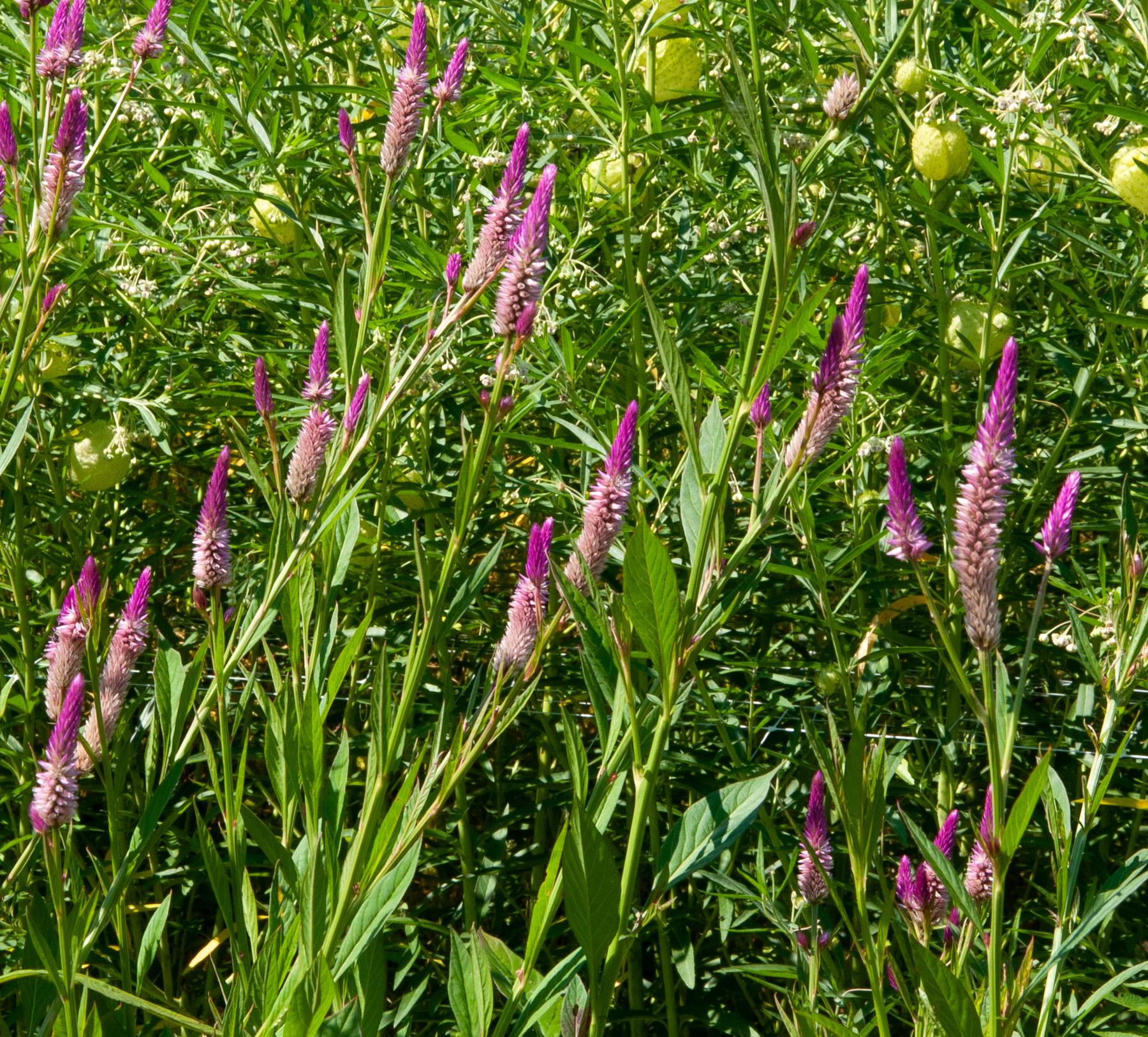 Wheat type celosia