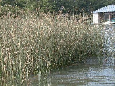 Bulrush - Texas A&M University