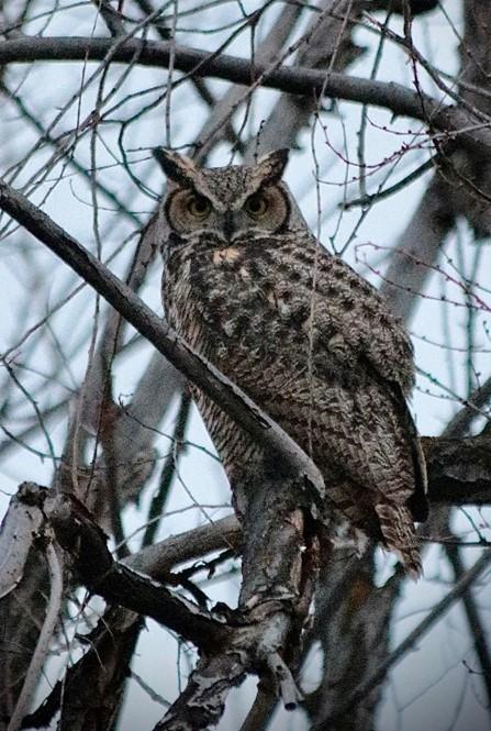 Figure 2. Great horned owl. Photo: Jon Moyle