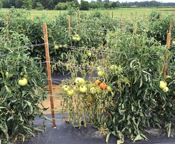 wilted tomato plant