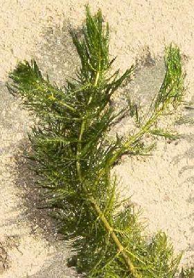 Water Milfoil - Texas A&M University