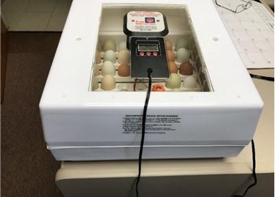 Incubator containing eggs