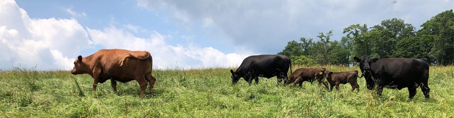 Cow and calves grazing