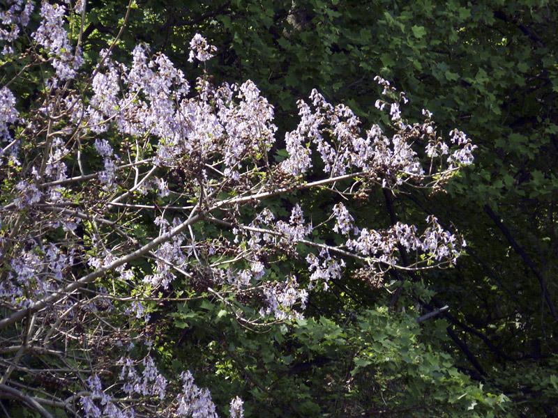 Princess Tree blooming in Howard County. MD. Photo by Joanne Solem. Maryland Biodiversity Project