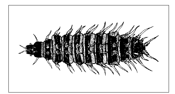 Graphic of larva of a little house fly