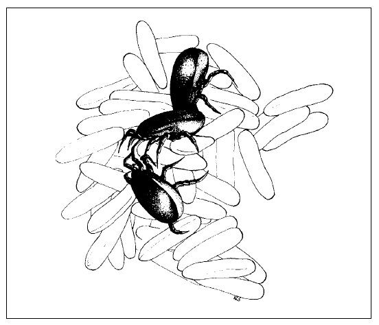 Graphic of mites feeding on house fly eggs