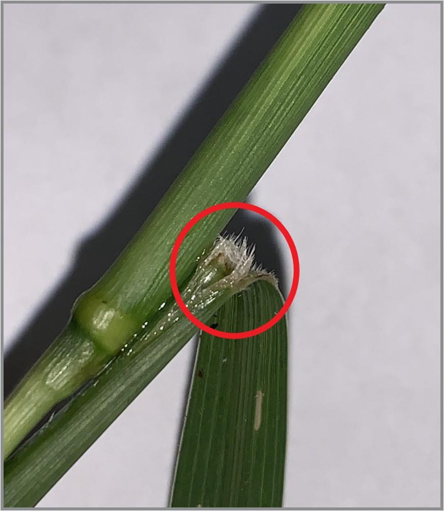 Hairy ligule of foxtail