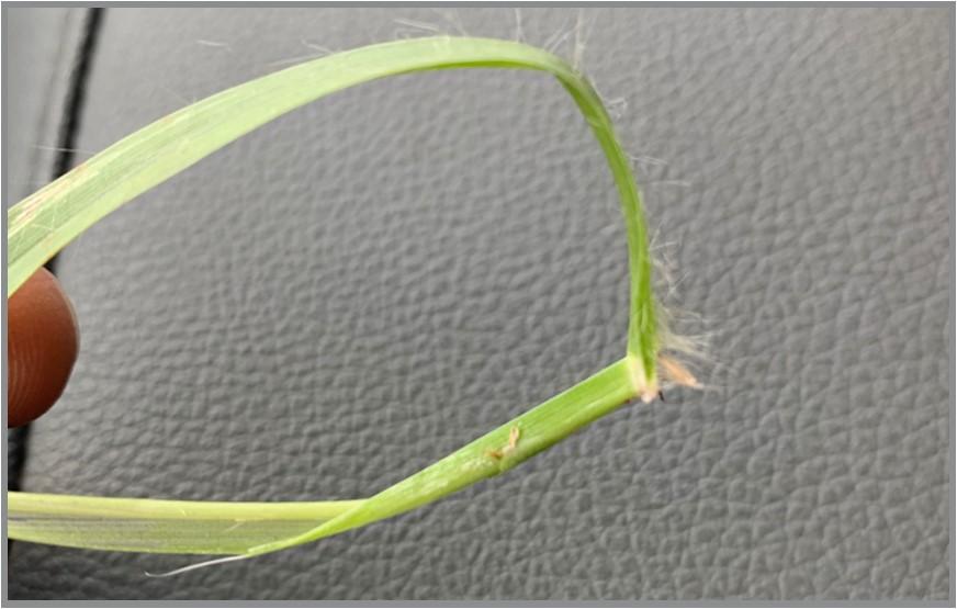 Long silky hairs of yellow foxtail