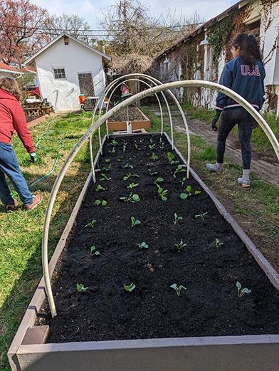 MG Vegetable Garden