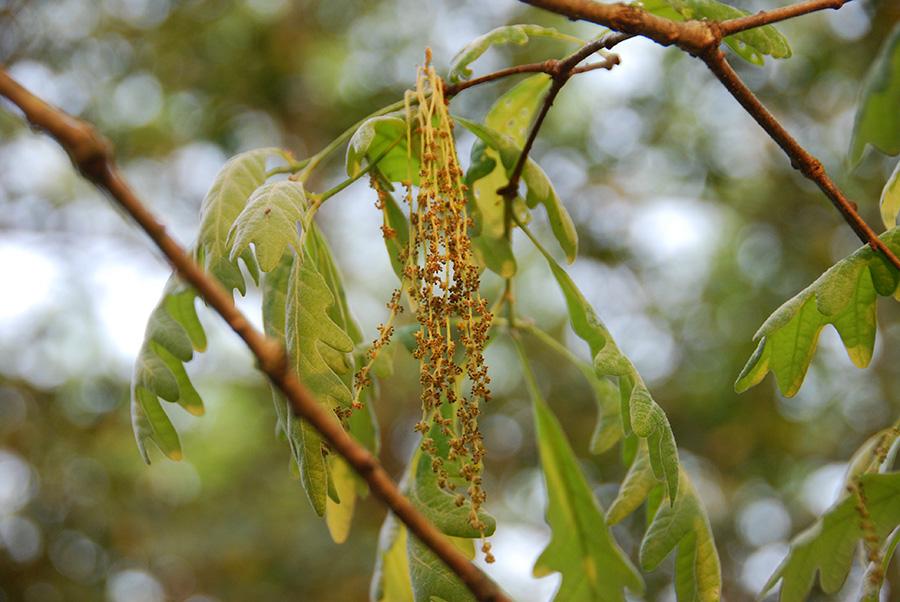 White oak catkins and leaves.