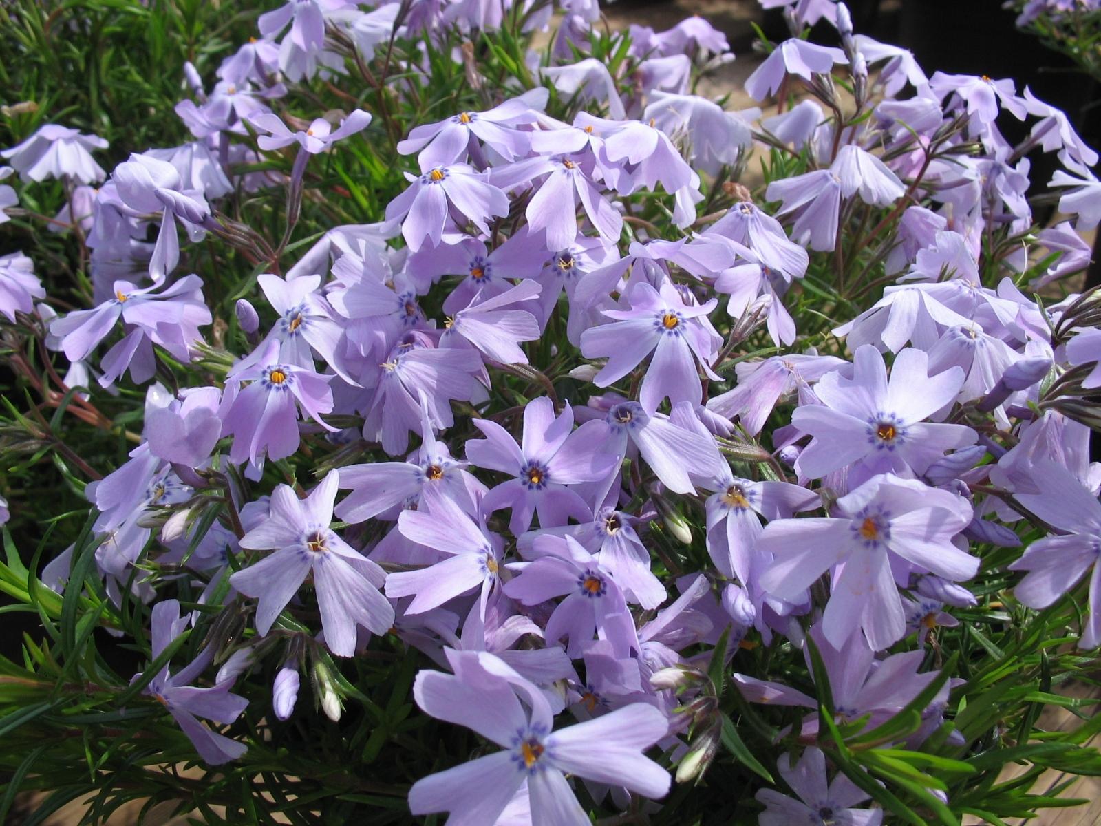 flower flowers of moss phlox