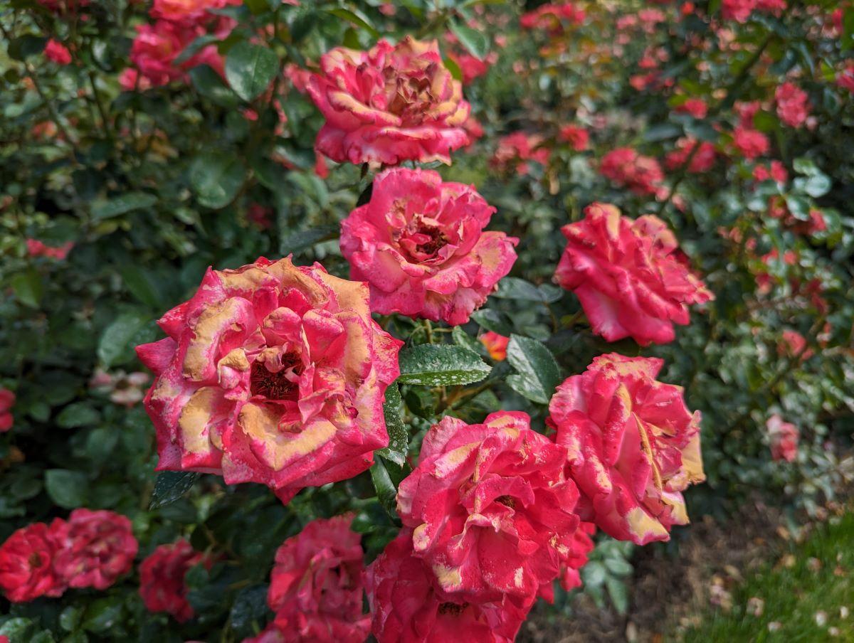 roses with brown petals and spray residue