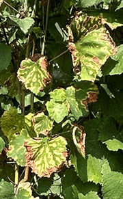 Grape leaf symptoms showing interveinal and edge leaf scorch with a yellow border/transition between the brown and green tissue.