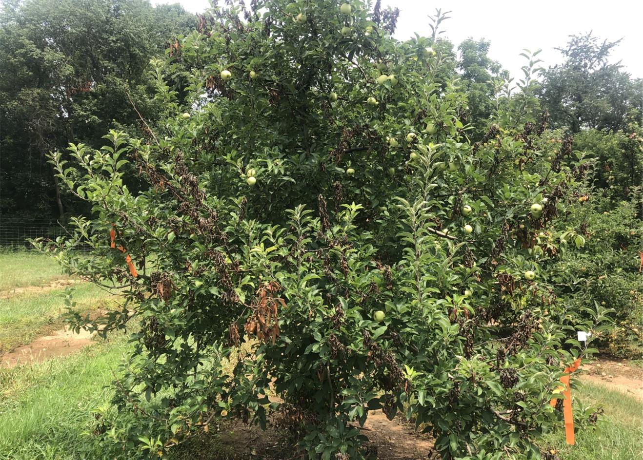 Fireblight on apple tree