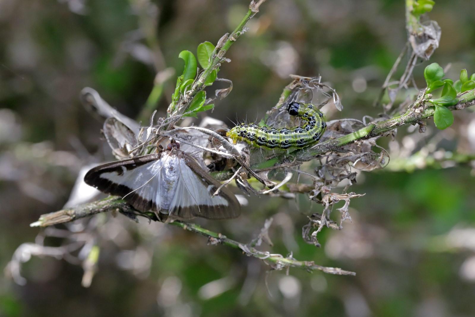 a white moth and a green caterpillar on a boxwood branch