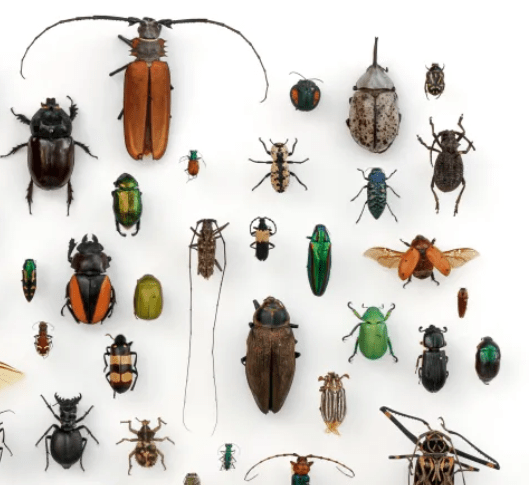 a collection of pinned beetles