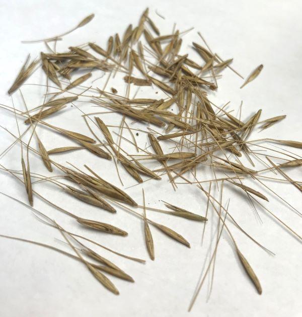 seeds from a native grass - elymus hystrix