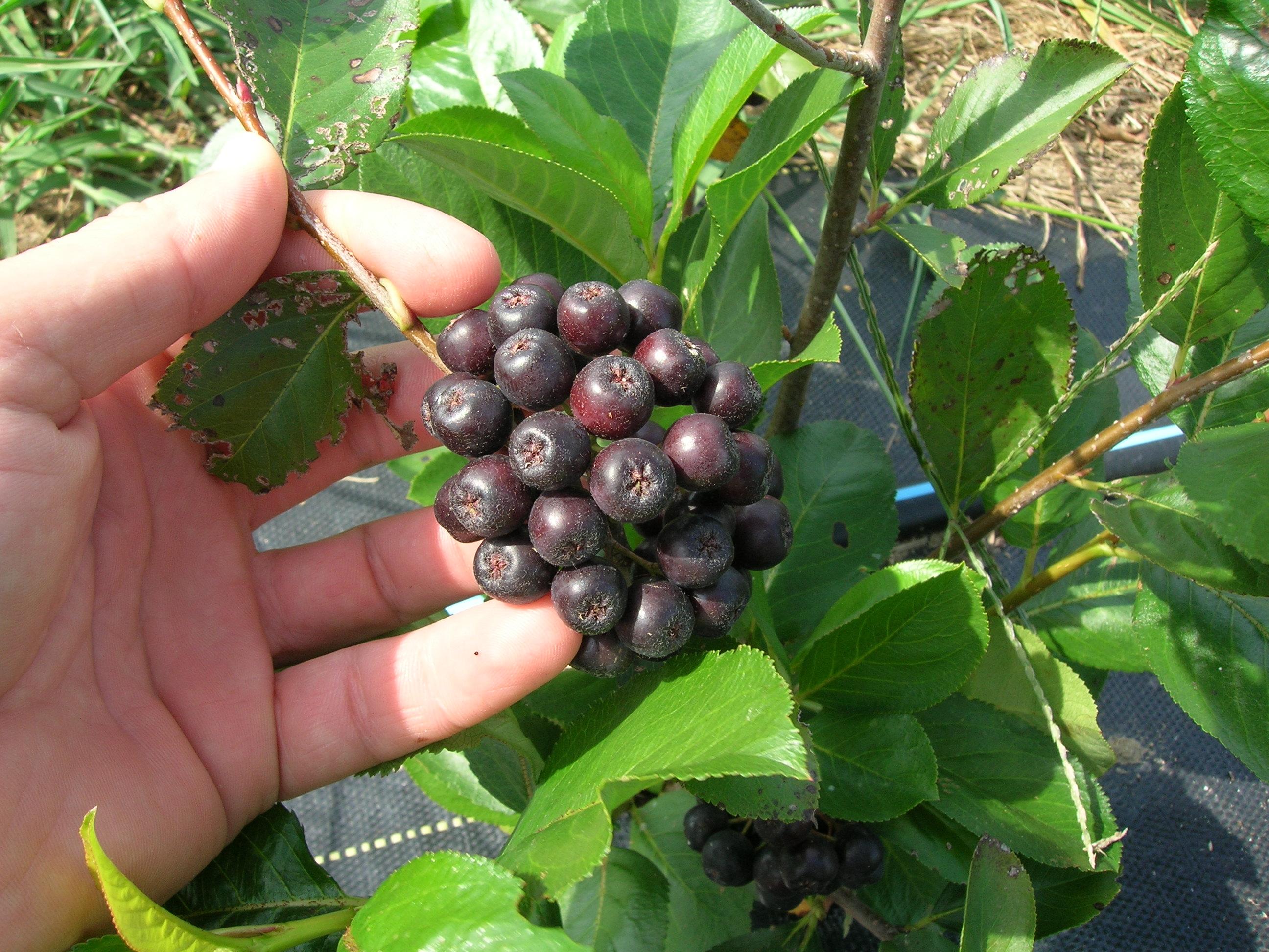 aronia