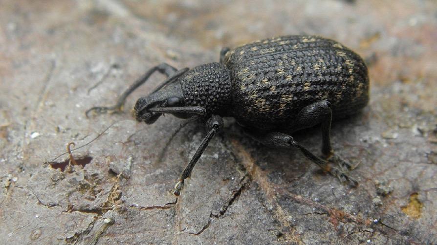 Black vine weevil