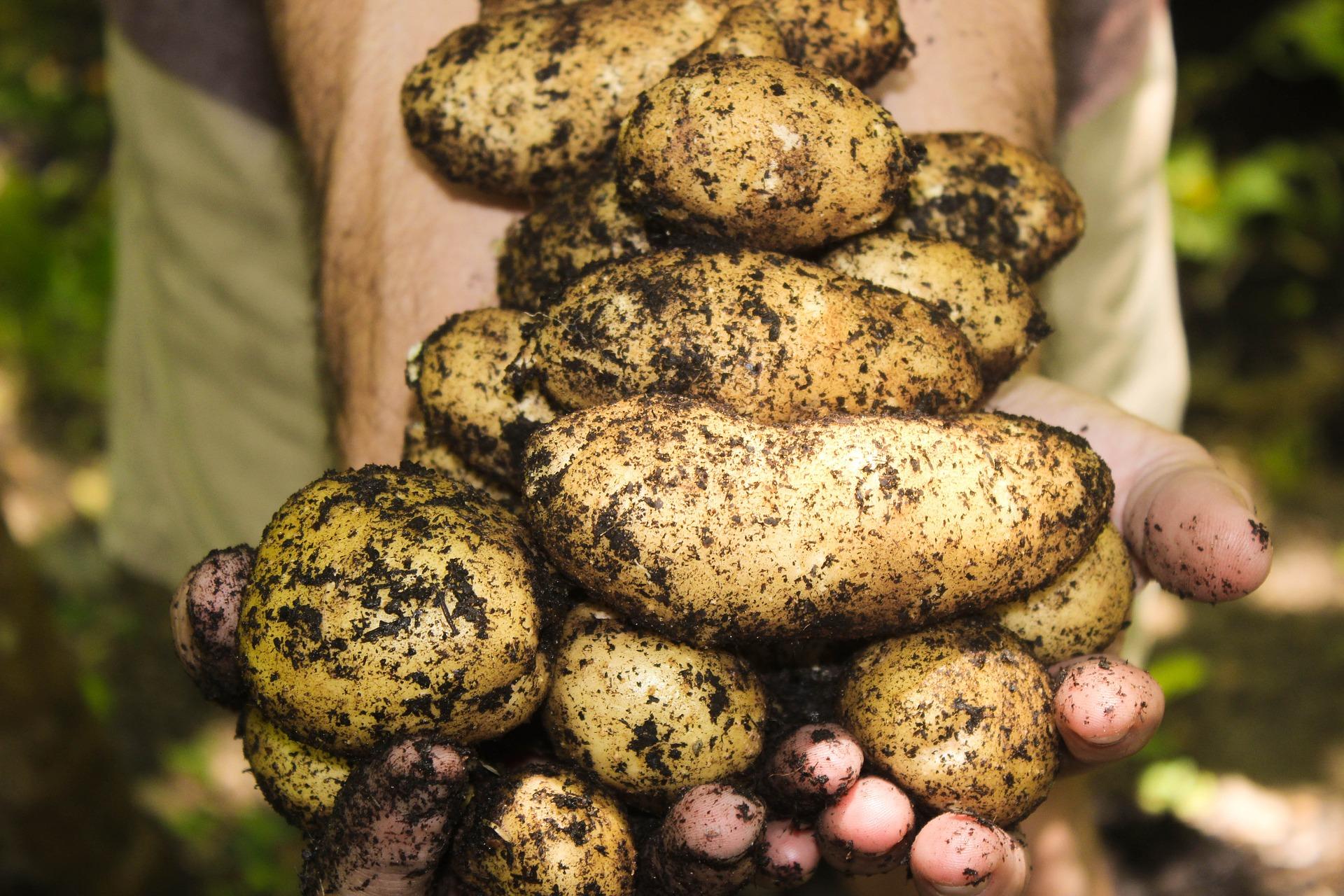 newly harvested potatoes