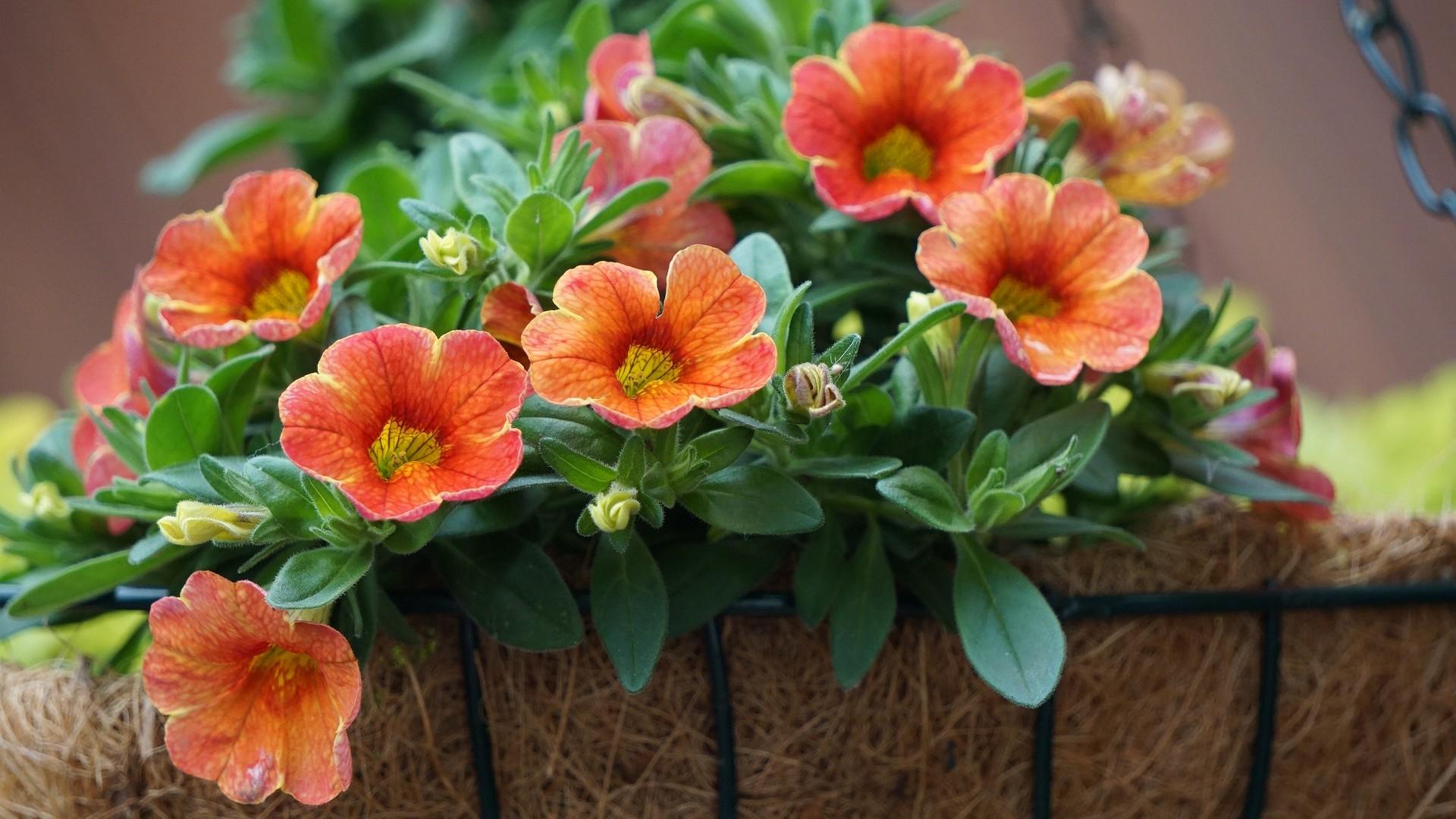 orange petunias in a basket