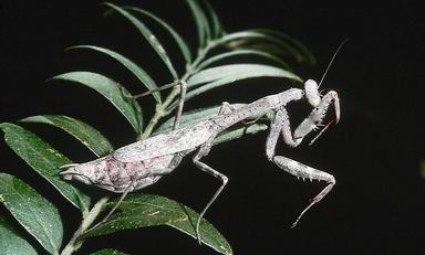 carolina mantid insect