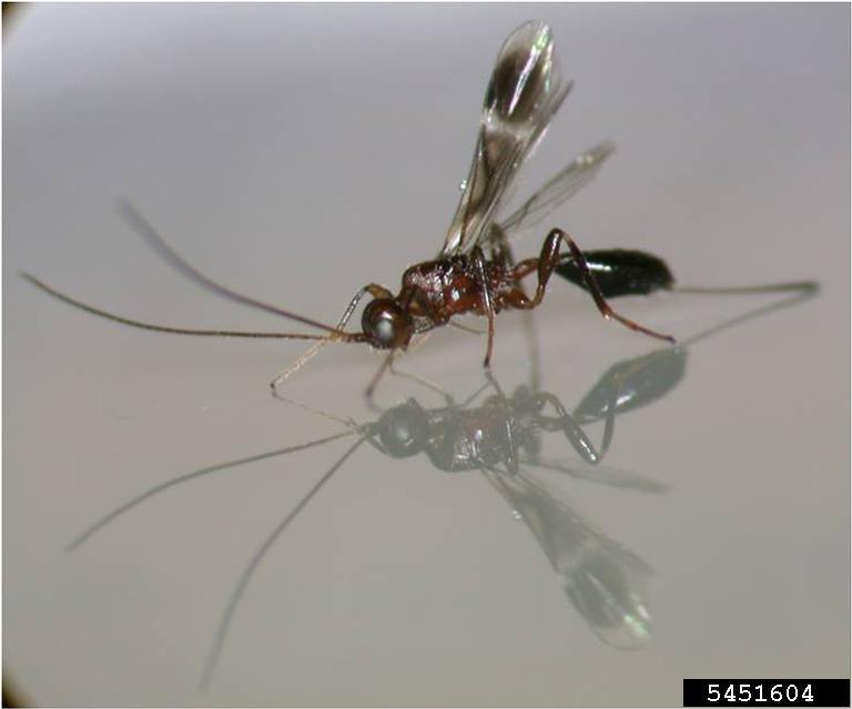 braconid wasp