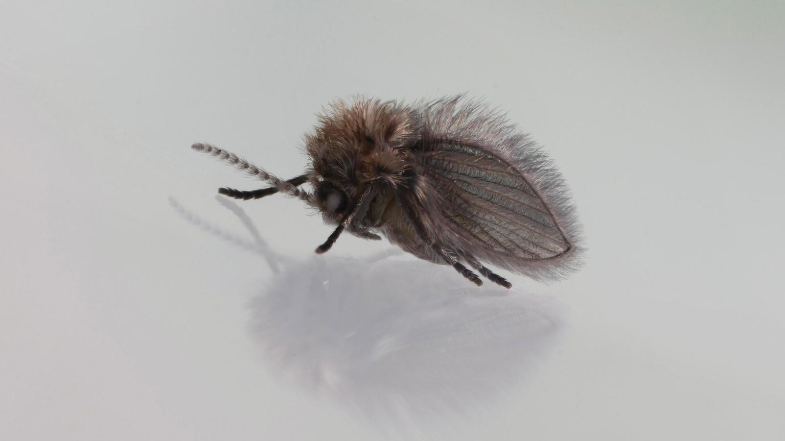 drain fly