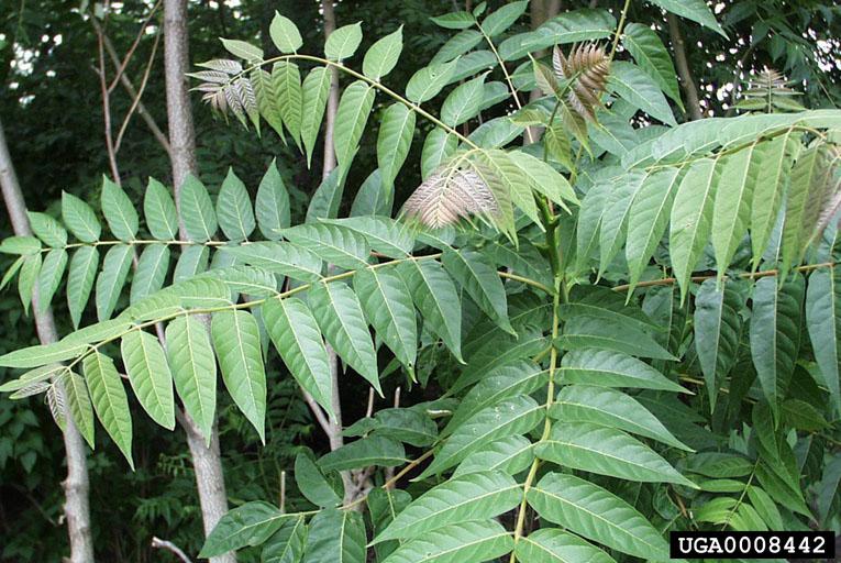 Tree of Heaven (Ailanthus)